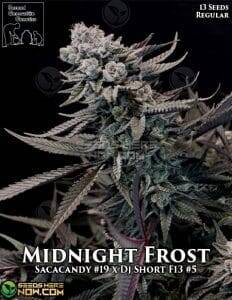 Midnight Frost (Regular) (space) Second Generation Genetics
