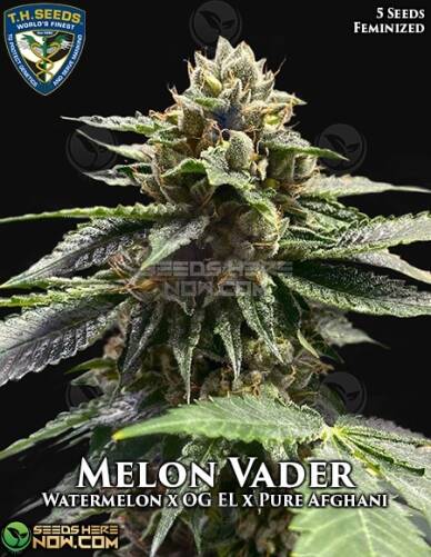 Melon Vader (Feminized) (space) T.H. Seeds