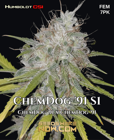 Chemdog '91 S1 (Feminized) (space) CSI Humboldt