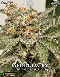 GeorgiaCry (Regular) (space) Envy Genetics