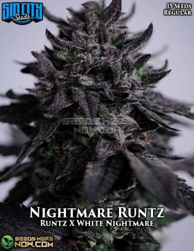 Nightmare Runtz (Regular) (space) Sin City Seeds