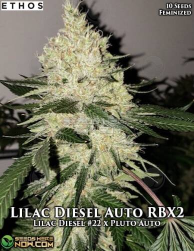 Colin OG RBX (Feminized) (space) Ethos Genetics