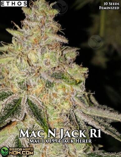 Mac N Jack R1 (Feminized) (space) Ethos Genetics