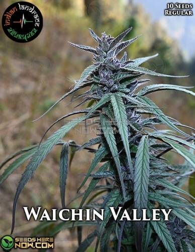 Waichin Valley (Regular) (space) Indian Landrace Exchange