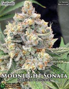 Moonlight Sonata (Regular) (space) Envy Genetics