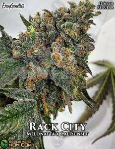 Rack City (Regular) (space) Envy Genetics