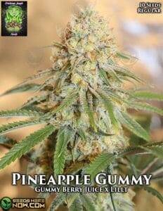 Pineapple Gummy (Regular) (space) Trichome Jungle