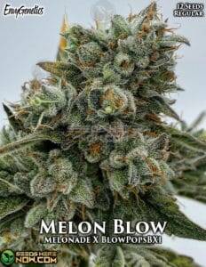 Melon Blow (Regular) (space) Envy Genetics