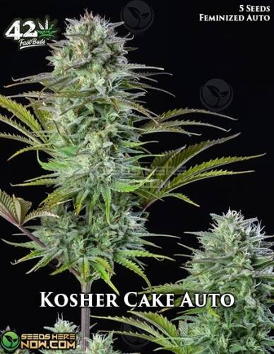 Kosher Cake Auto (Autoflower) (space) Fast Buds