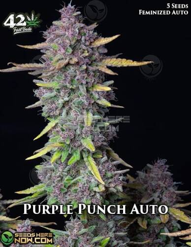 Purple Punch Auto (Autoflower) (space) Fast Buds