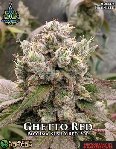 Ghetto Red (Feminized) (space) Exotic Genetix