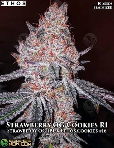 Strawberry OG Cookies R1 (Feminized) (space) Ethos Genetics