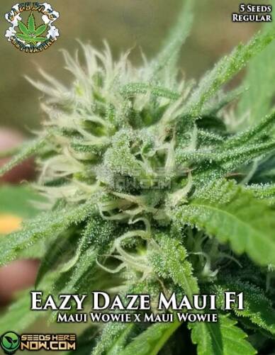 EazyDaze Maui (Regular) (space) Eazy Daze Cultivators