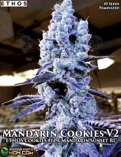 Mandarin Cookies V2 (Feminized) (space) Ethos Genetics