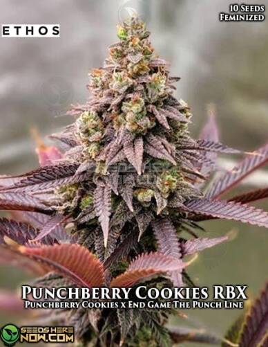 Punchberry Cookies RBX (Feminized) (space) Ethos Genetics