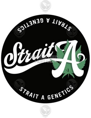 strait(space)a(space)genetics(space)ph
