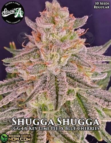 Shugga Shugga (Regular) (space) Strait A Genetics