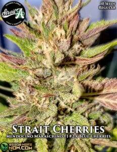 Strait Cherries (Regular) (space) Strait A Genetics