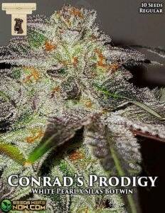 Conrad's Prodigy (Regular) (space) GibbsKutz Genetics