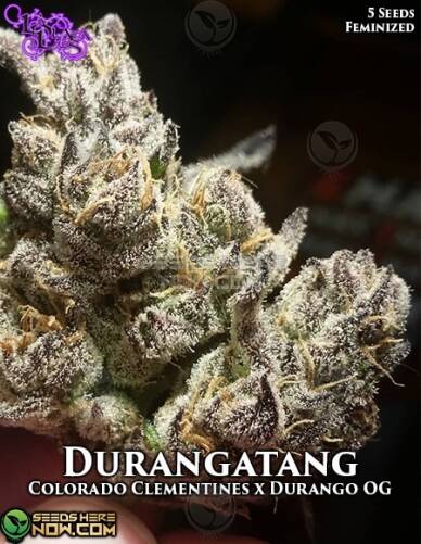 Durangatang (Feminized) (space) La Plata Labs