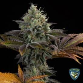 French Cookies 710 Bonus Pack (Feminized) (space) T.H. Seeds