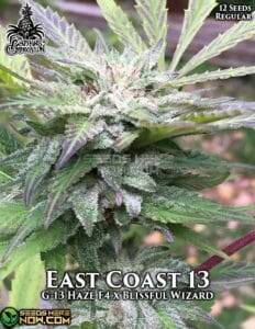 East Coast 13 (Regular) (space) The Captain's Connection