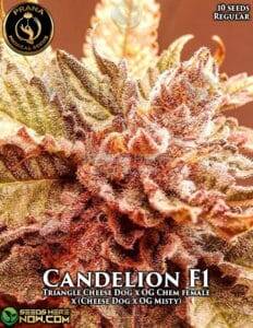 Candelion (Regular) (space) Prana Medical Seeds