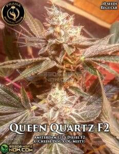 Queen Quartz F2 (Regular) (space) Prana Medical Seeds