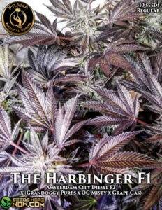The Harbinger (Regular) (space) Prana Medical Seeds
