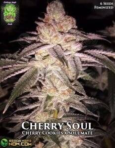 Cherry Soul (Feminized) (space) Trichome Jungle