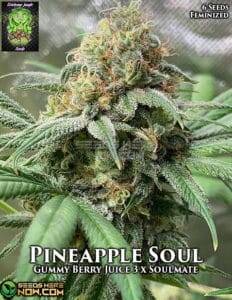 Pineapple Soul (Feminized) (space) Trichome Jungle
