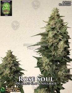 Rose Soul (Feminized) (space) Trichome Jungle