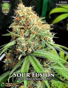 Sour Fusion (Feminized) (space) Trichome Jungle