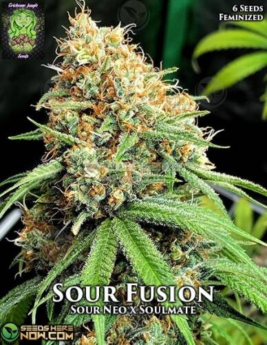 Sour Fusion (Feminized) (space) Trichome Jungle