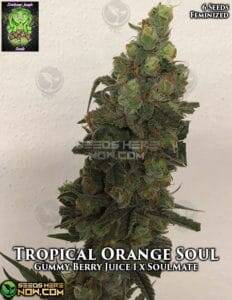 Tropical Orange Soul (Feminized) (space) Trichome Jungle