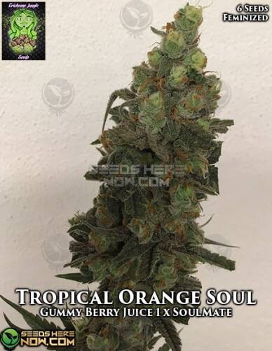 Tropical Orange Soul (Feminized) (space) Trichome Jungle