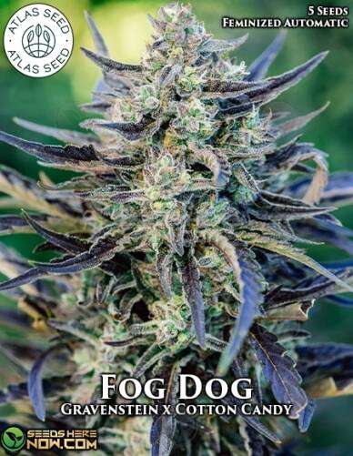 Fog Dog (Autoflower) (space) Atlas Seeds