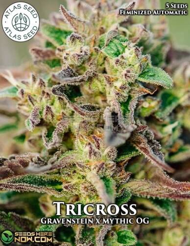 Tricross (Autoflower) (space) Atlas Seeds