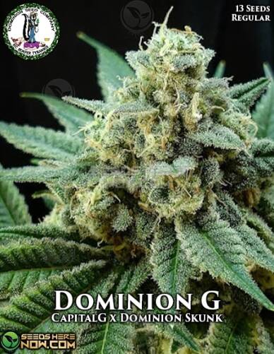 Dominion G (Regular) (space) Dominion Seed Company