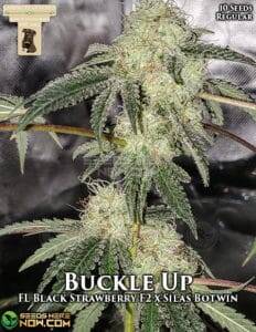 Buckle Up (Regular) (space) GibbsKutz Genetics