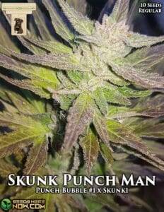 Skunk Punch Man (Regular) (space) GibbsKutz Genetics