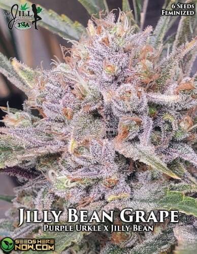 Jilly Bean Grape (Feminized) (space) Mz Jill Genetics