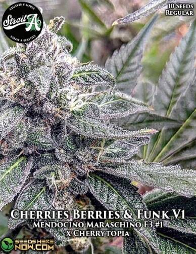 Cherries Berries & Funk V1 (Regular) (space) Strait A Genetics