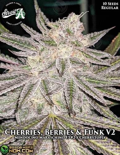 Cherries Berries & Funk V2 (Regular) (space) Strait A Genetics