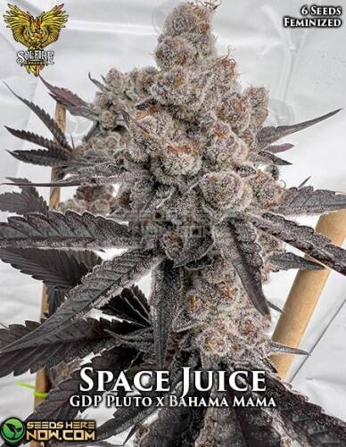 Space Juice  (Feminized) (space) Solfire Gardens