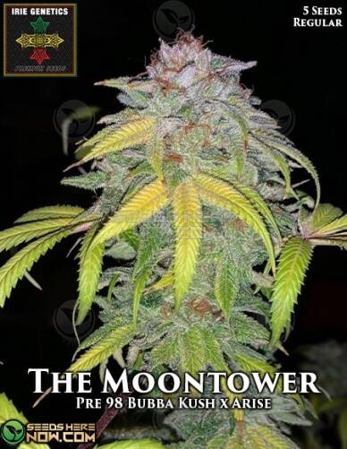 The MoonTower (Regular) (space) Irie Genetics