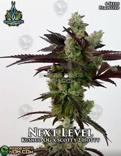 Next Level (Feminized) (space) Exotic Genetix