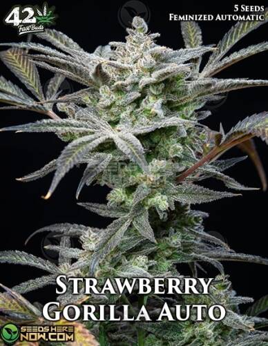 Strawberry Gorilla Auto (Autoflower) (space) Fast Buds