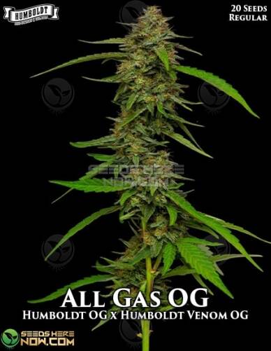 All Gas OG (Regular) (space) Humboldt Seed Company