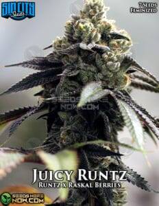 Juicy Runtz (Feminized) (space) Sin City Seeds